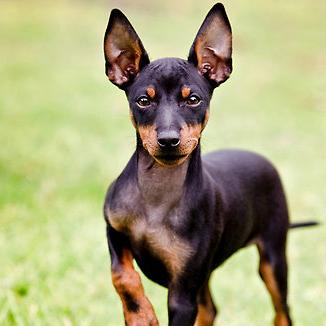 English Toy Terrier Black & Tan Dog Breed Image 8