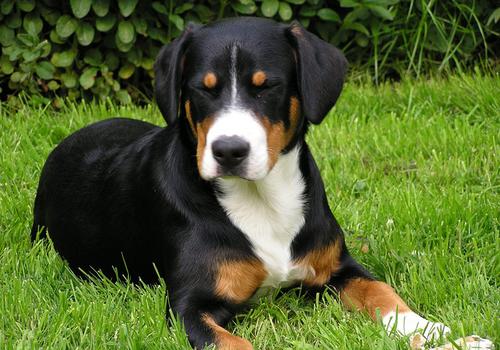 Entelbuch Mountain Dog or Entelbucher Sennenhund Dog Breed Image 14