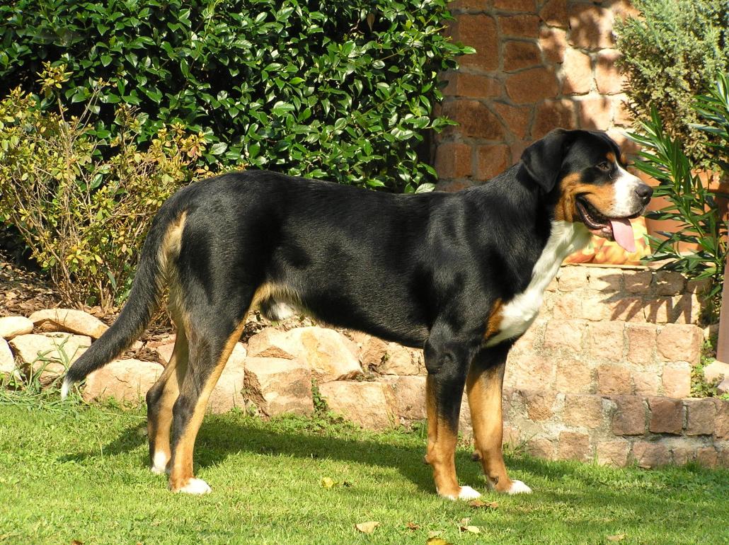 Entelbuch Mountain Dog or Entelbucher Sennenhund Dog Breed Image 17