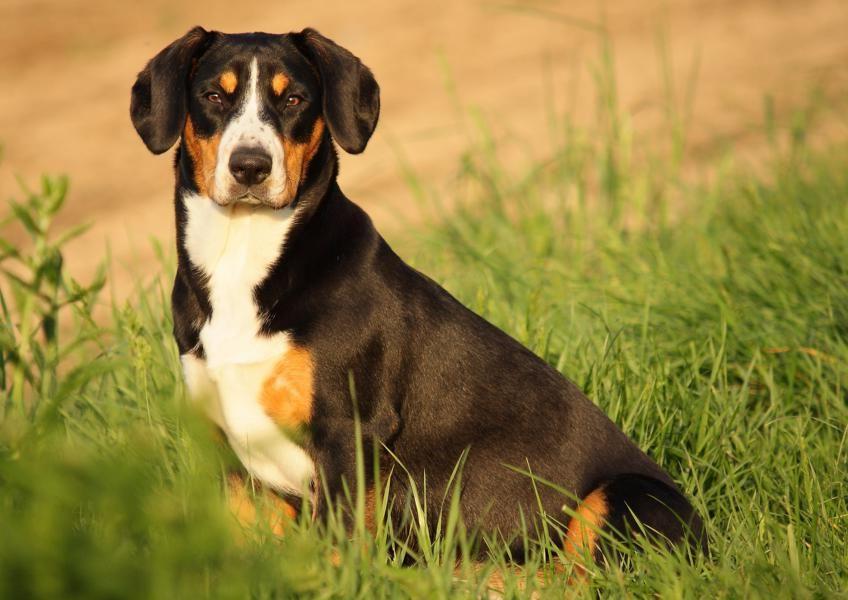 Entelbuch Mountain Dog or Entelbucher Sennenhund Dog Breed Image 19