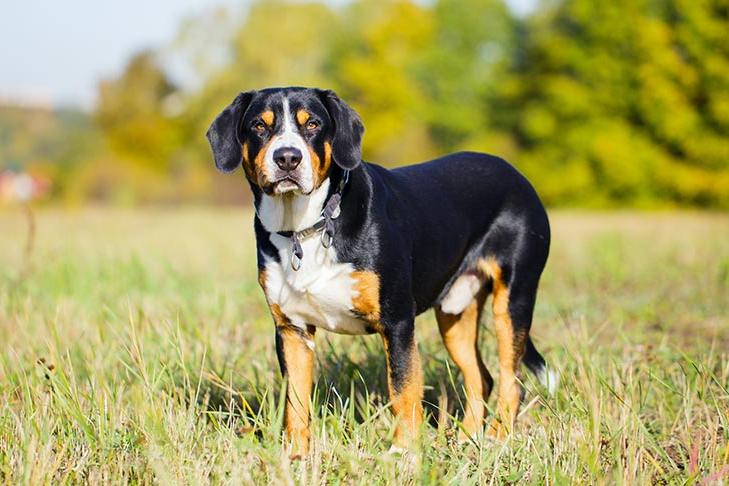 Entelbuch Mountain Dog or Entelbucher Sennenhund Dog Breed Image 5