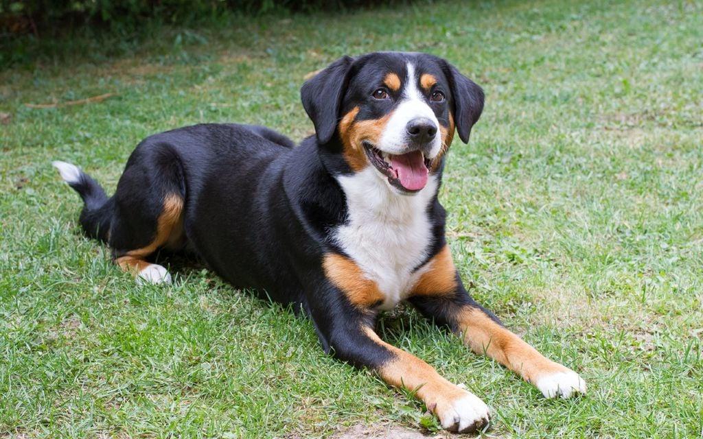 Entelbuch Mountain Dog or Entelbucher Sennenhund Dog Breed Image 6