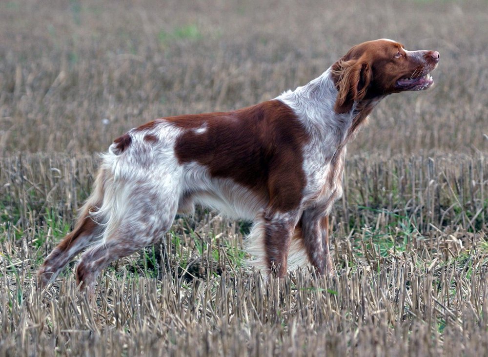 Epagneul Breton Dog Breed Image 1