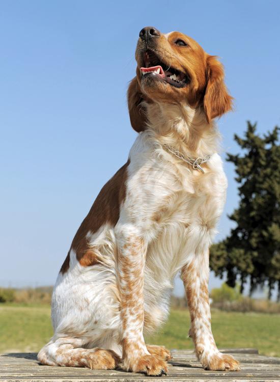 Epagneul Breton Dog Breed Image 13