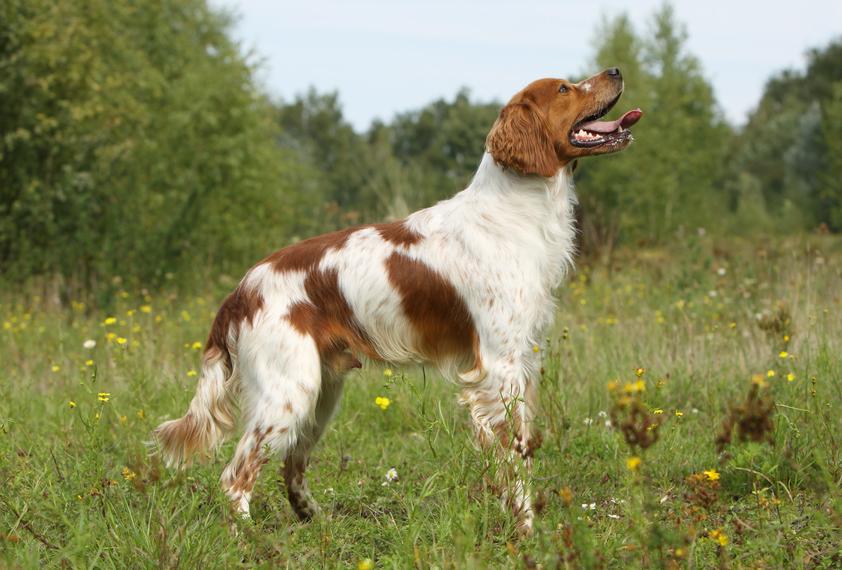 Epagneul Breton Dog Breed Image 14