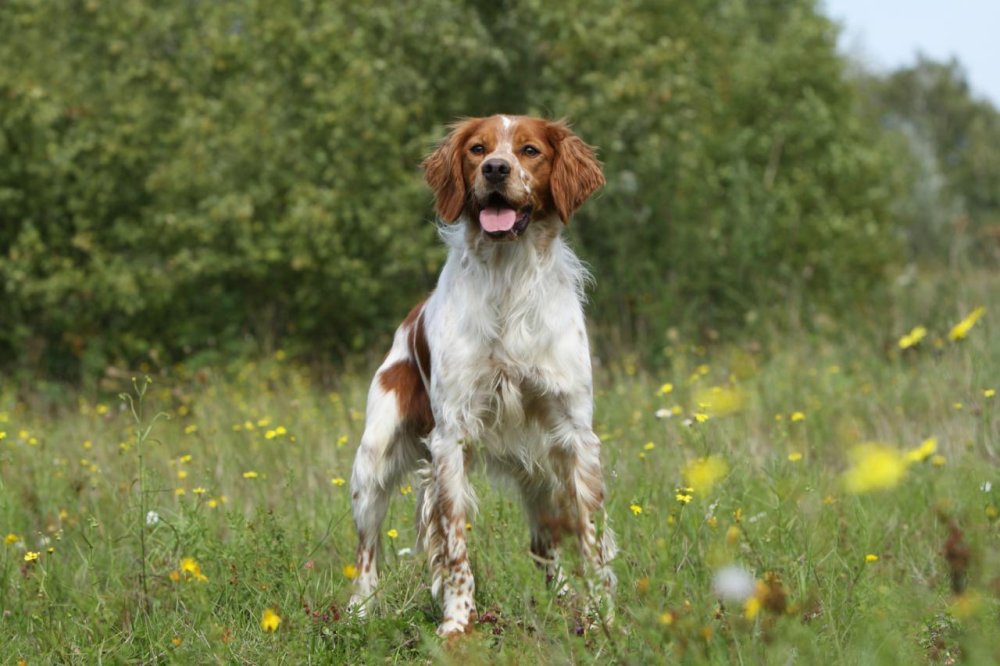 Epagneul Breton Dog Breed Image 15