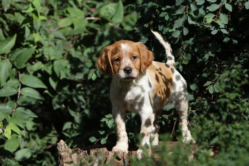 Epagneul Breton Dog Breed Image 6