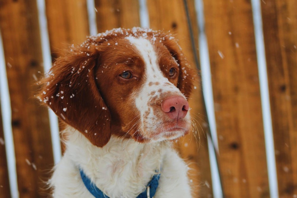 Epagneul Breton Dog Breed Image 7