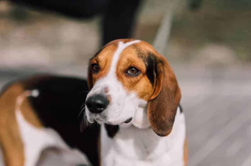 Estonian Hound Dog Breed Image 10