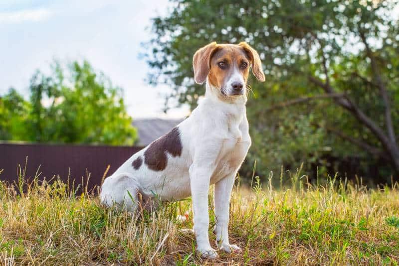 Estonian Hound Dog Breed Image 15