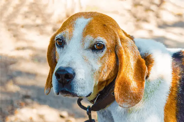 Estonian Hound Dog Breed Image 16