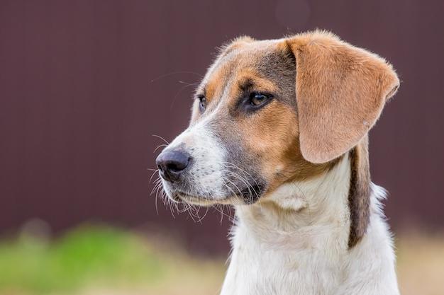 Estonian Hound Dog Breed Image 17