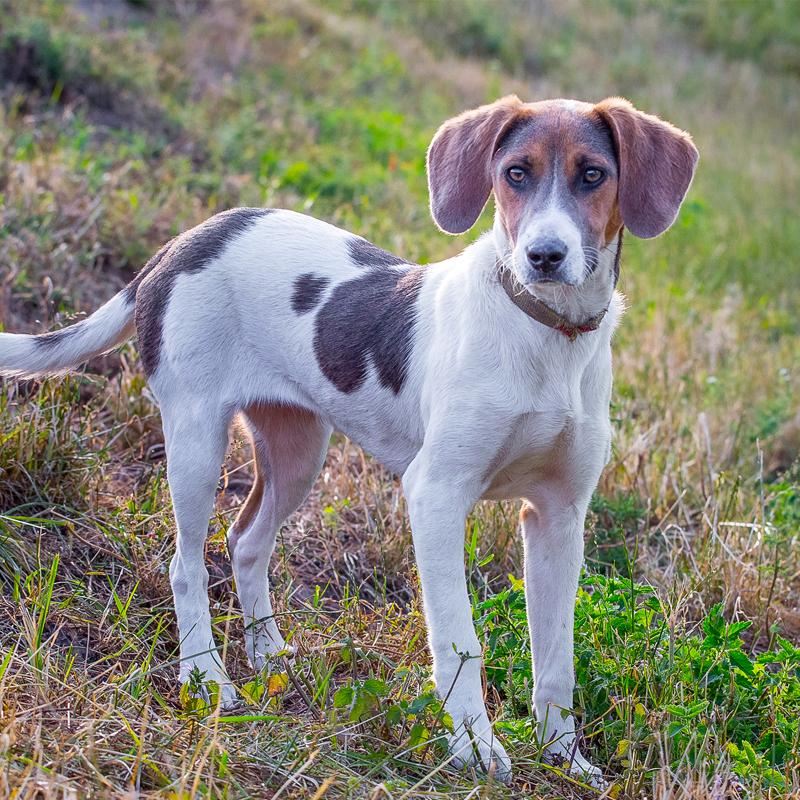 Estonian Hound Dog Breed Image 3