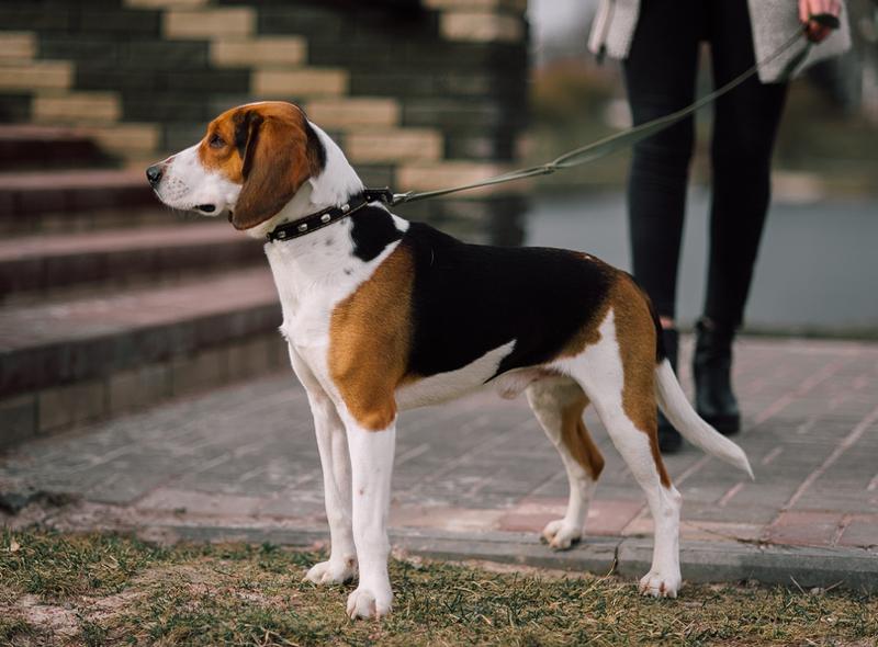 Estonian Hound Dog Breed Image 7