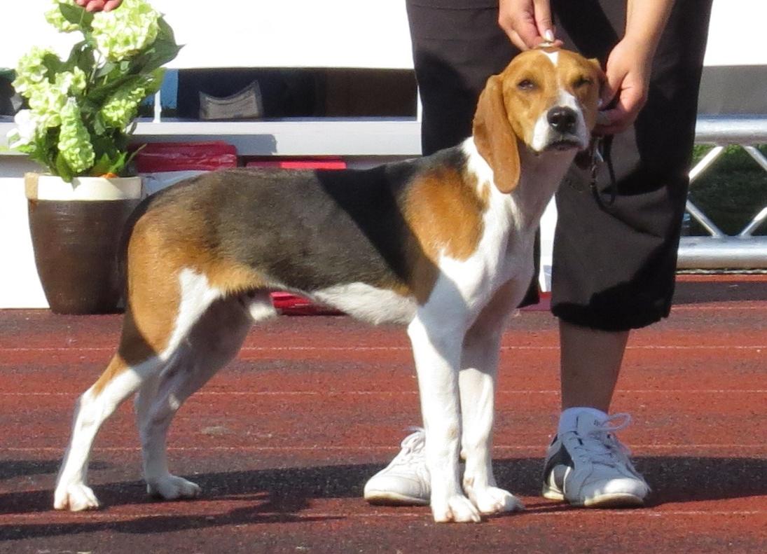 Estonian Hound Dog Breed Image 9