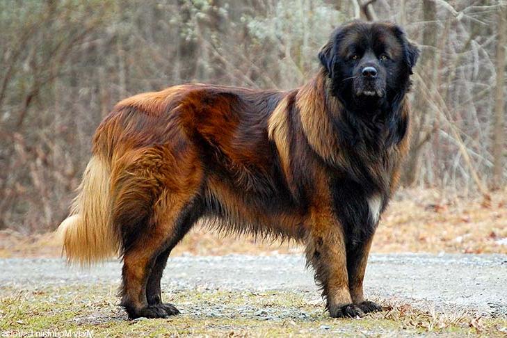 Estrela Mountain Dog Breed Image 1