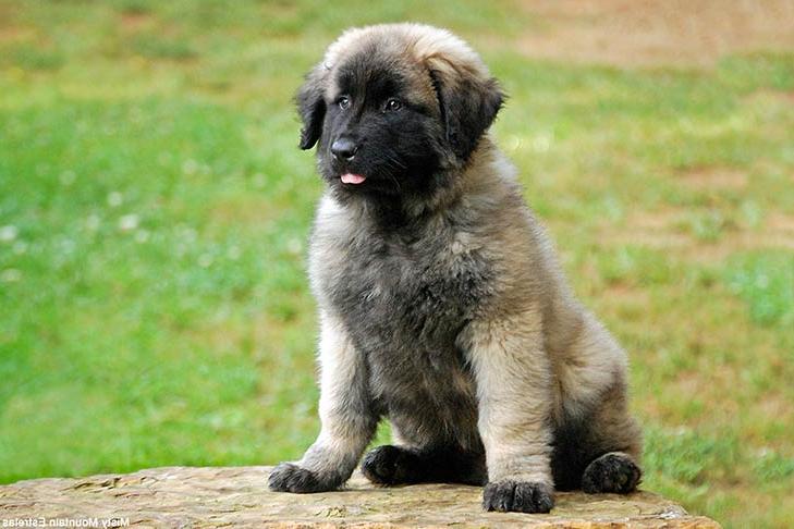 Estrela Mountain Dog Breed Image 10