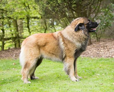 Estrela Mountain Dog Breed Image 14