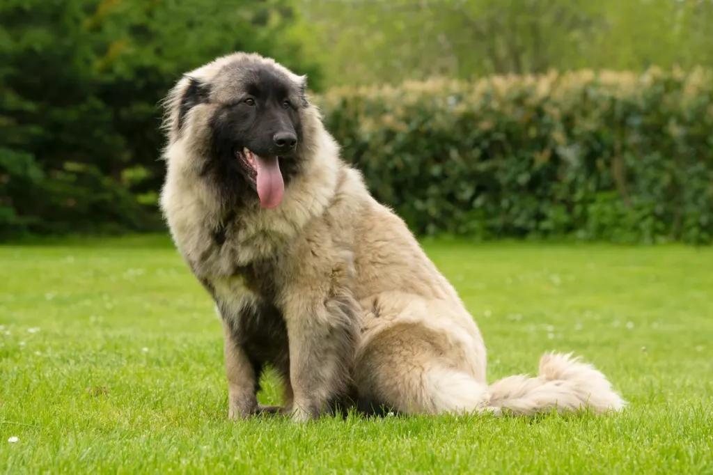 Estrela Mountain Dog Breed Image 17