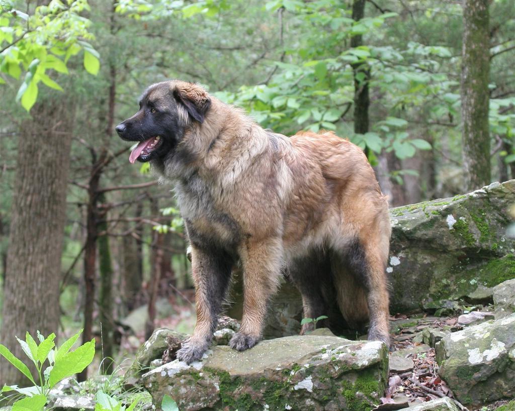 Estrela Mountain Dog Breed Image 18