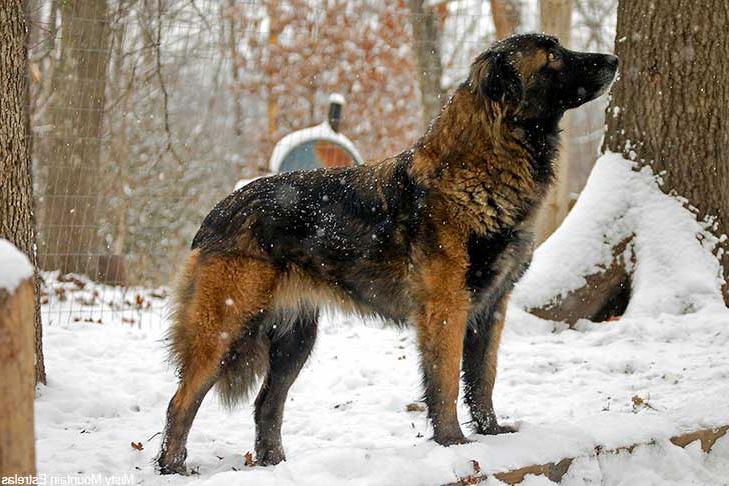 Estrela Mountain Dog Breed Image 4