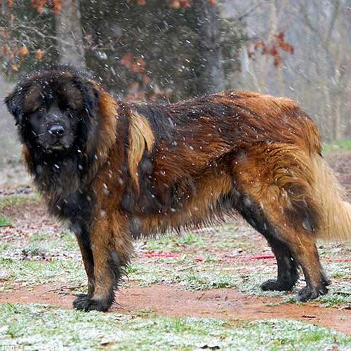 Estrela Mountain Dog Breed Image 6