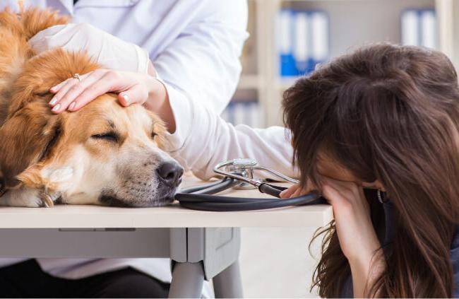 Euthanasia - when to Consider ending your Dog's life Image 2