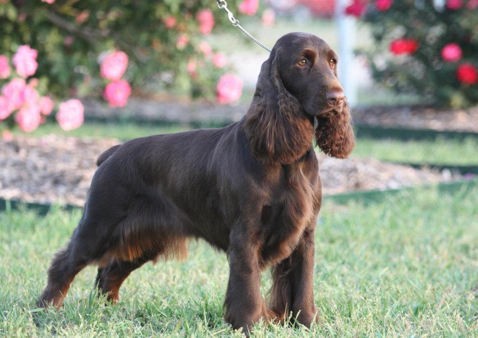 Field Spaniel Dog Breed Image 11