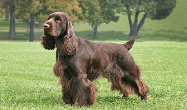 Field Spaniel Dog Breed Image 14