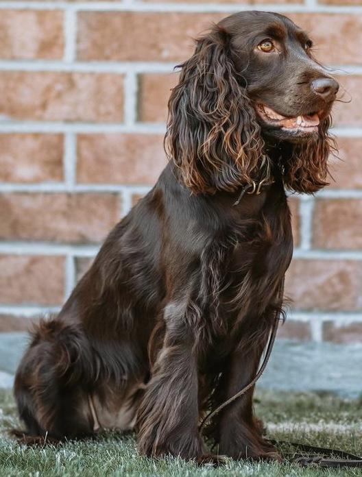 Field Spaniel Dog Breed Image 16