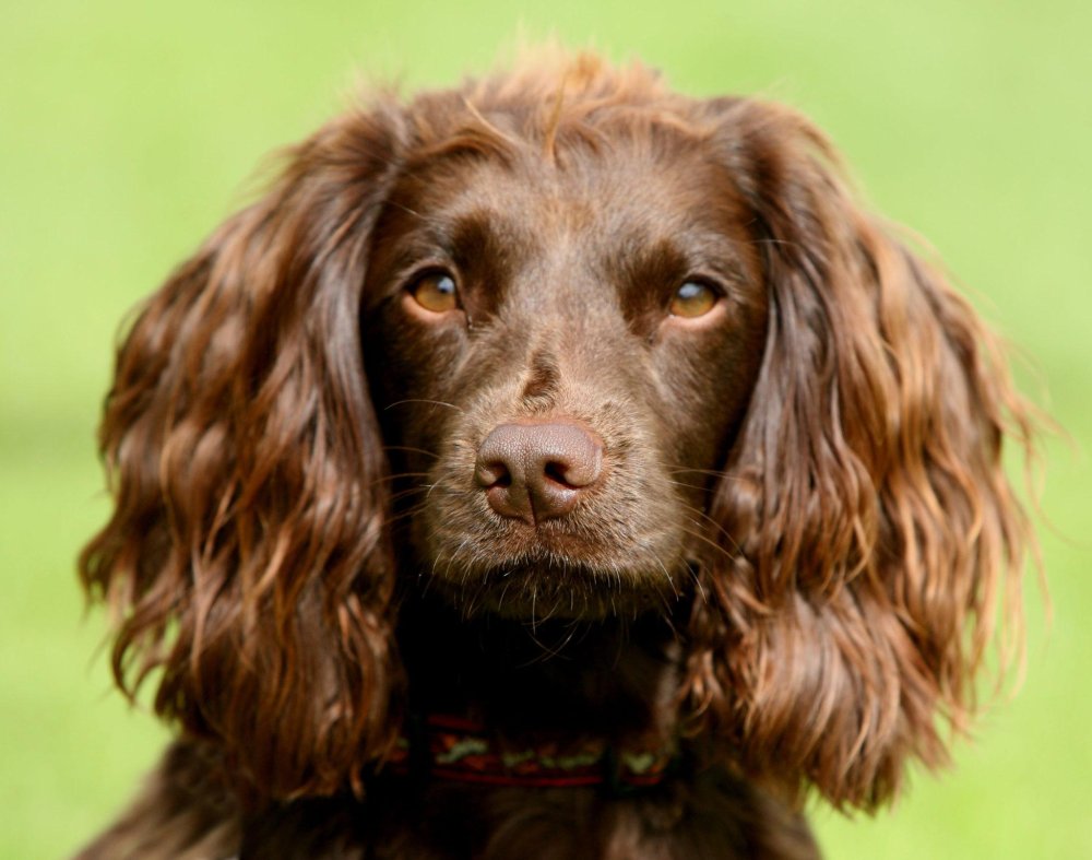 Field Spaniel Dog Breed Image 3