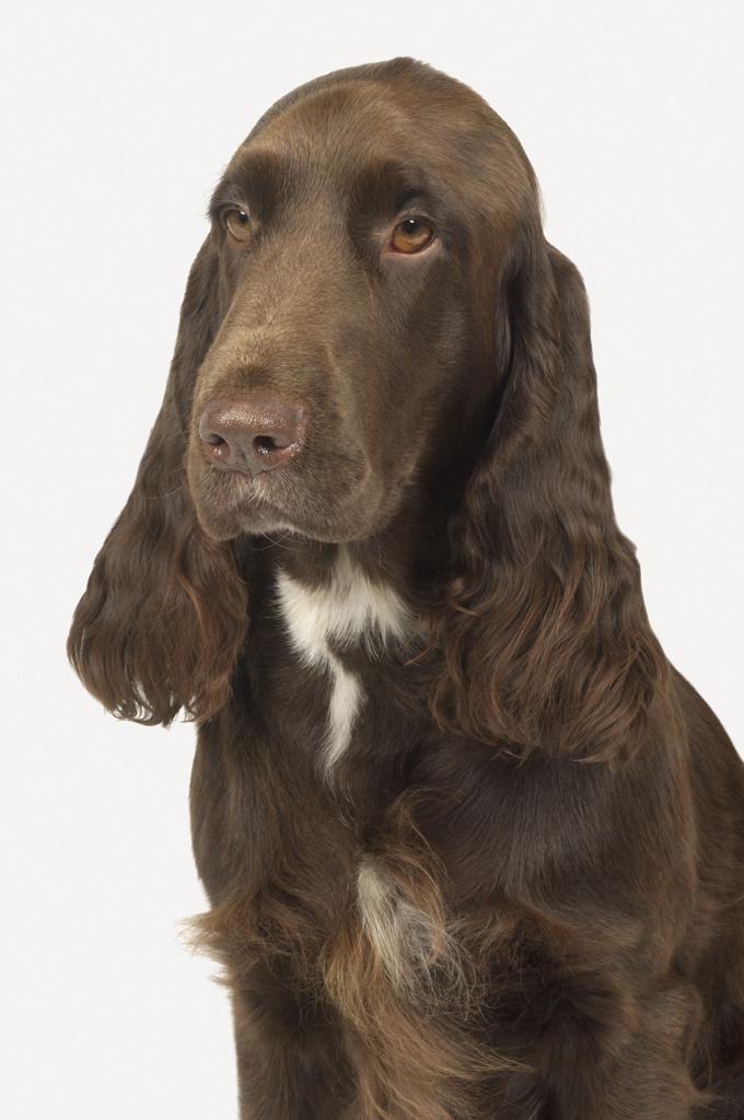 Field Spaniel Dog Breed Image 8