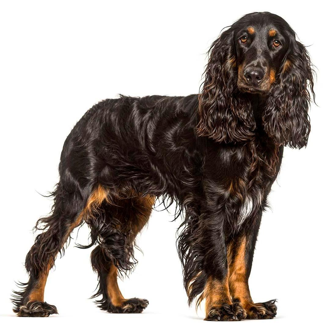 Field Spaniel Dog Breed Image 9