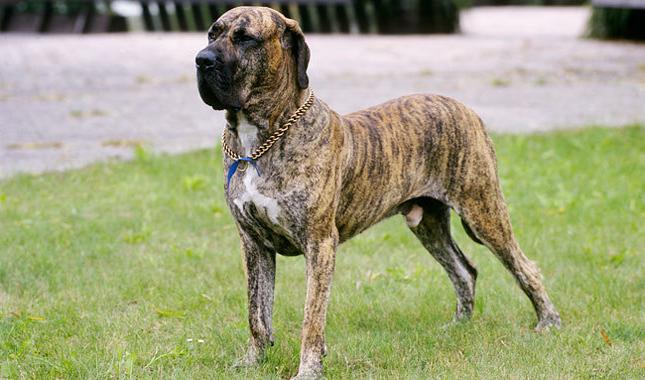 Fila Brasileiro Dog Breed Image 12