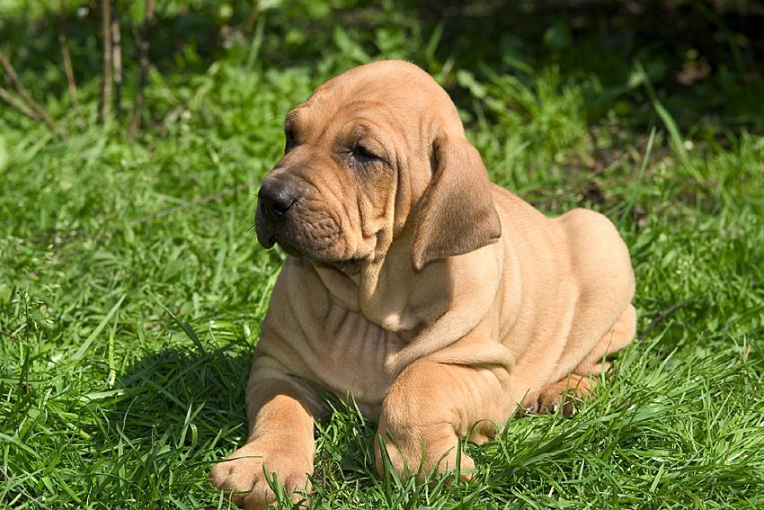 Fila Brasileiro Dog Breed Image 15