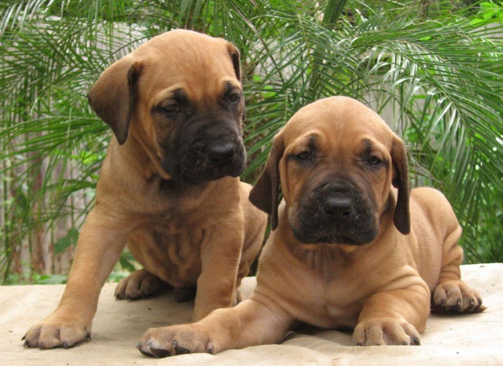 Fila Brasileiro Dog Breed Image 16