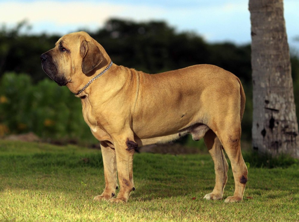 Fila Brasileiro Dog Breed Image 2