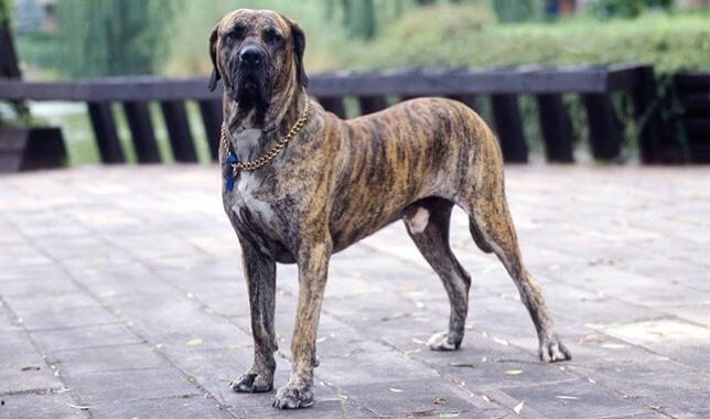 Fila Brasileiro Dog Breed Image 20