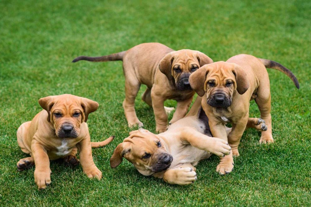 Fila Brasileiro Dog Breed Image 5