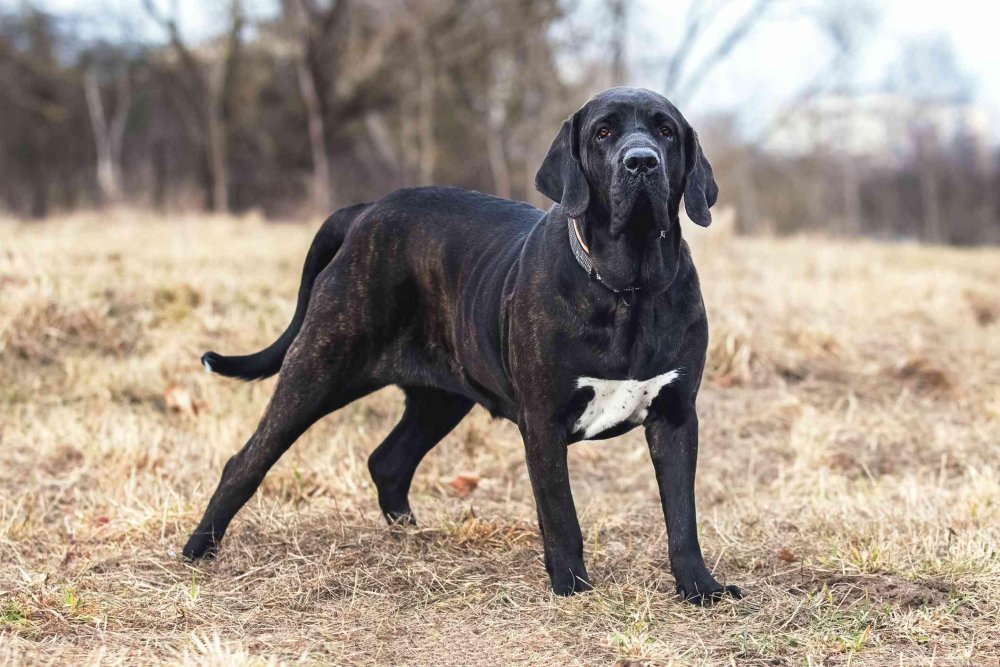 Fila Brasileiro Dog Breed Image 6