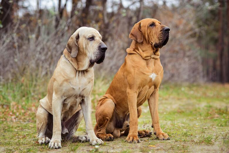 Fila Brasileiro Dog Breed Image 7