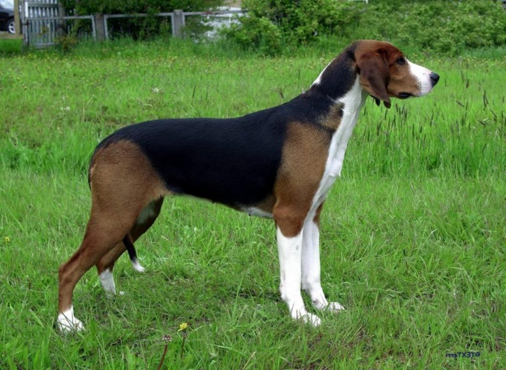 Finnish Hound Dog Breed Image 1