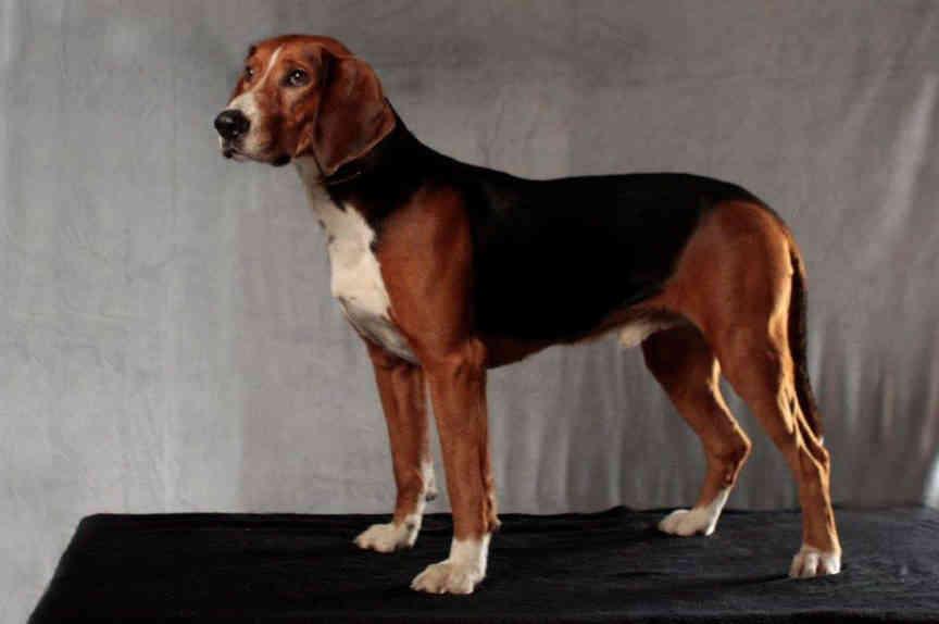 Finnish Hound Dog Breed Image 11