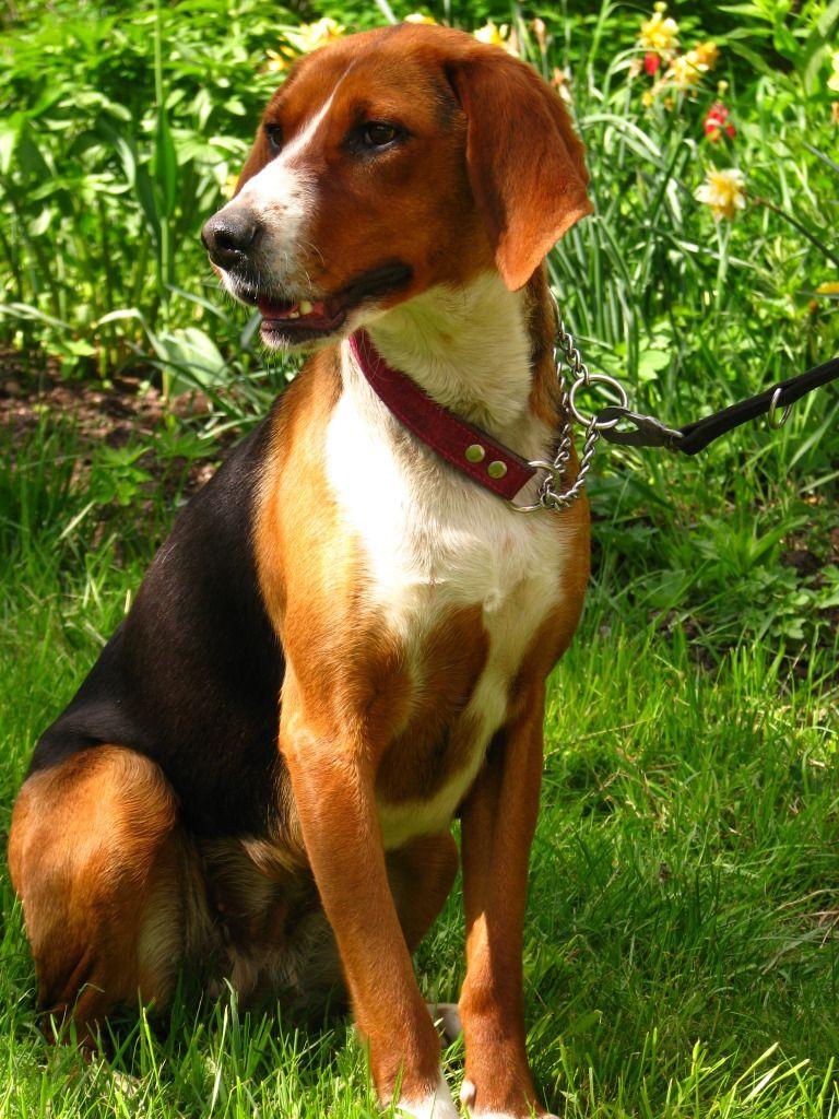 Finnish Hound Dog Breed Image 16