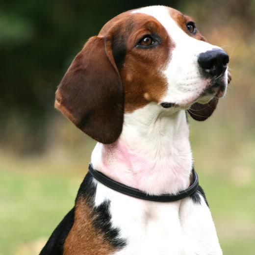 Finnish Hound Dog Breed Image 4