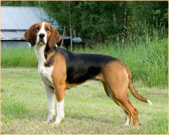 Finnish Hound Dog Breed Image 8