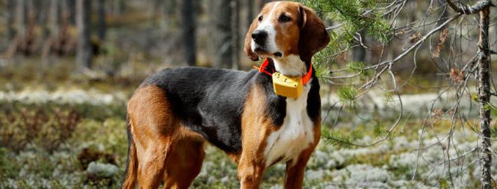 Finnish Hound Dog Breed Image 9