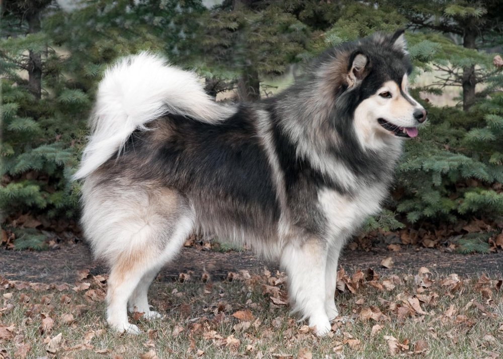 Finnish Lapphund Dog Breed Image 10