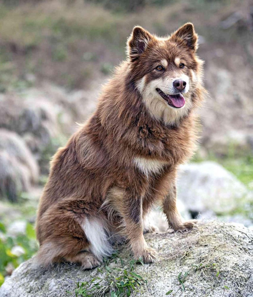 Finnish Lapphund Dog Breed Image 12