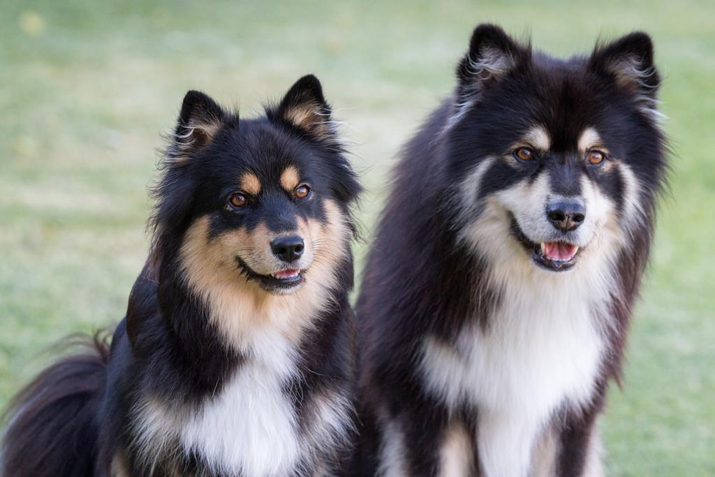 Finnish Lapphund Dog Breed Image 4